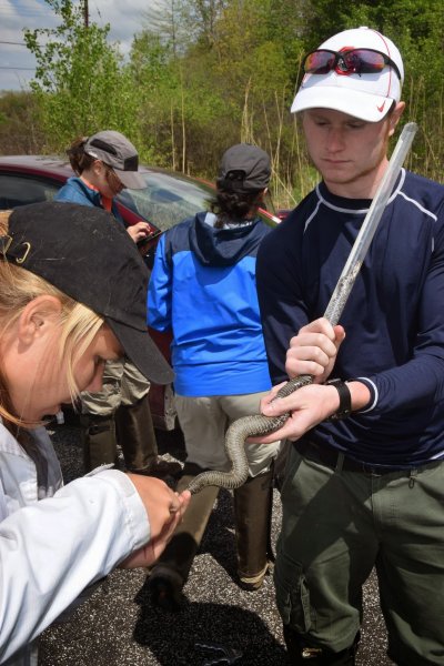 Katie Backus, second-year veterinary student at Ohio State (left), acquires a blood sample from a massauga rattlesnake in northeastern Ohio in the summer of 2015.