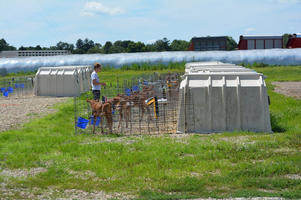 Ohio State veterinary student Emily Cosentino works with dairy calves at Waterman Dairy Center in Columbus, Ohio, as part of the school's Summer Research Program. 