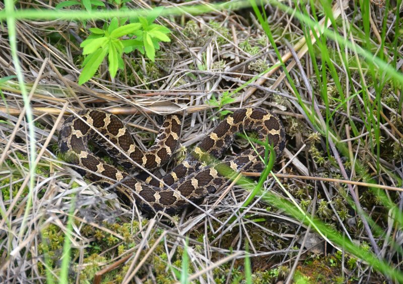 A massassauga rattlesnake in a wetland area in northeastern Ohio. The species is now endangered.