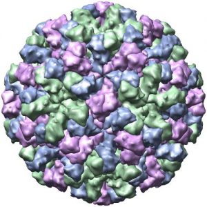 X-ray crystallographic structure of the norovirus capsid