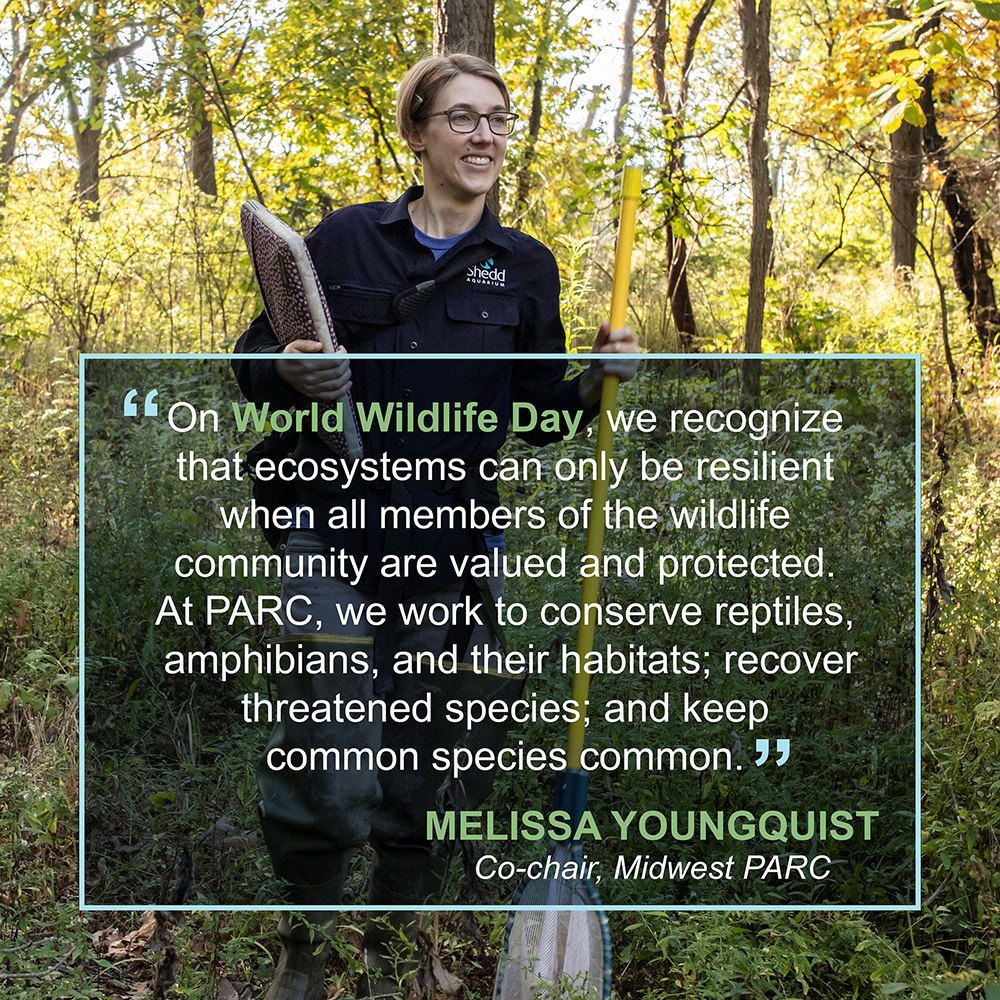 Image with text 'On World Wildlife Day, we recognize that ecosystems can only be resilient when all members of the wildlife community are valued and protected. At PARC, we work to conserve reptiles, amphibians, and their habitats; recover threatened species; and keep common species common. - Melissa Youngquist, co-chair, Midwest PARC'