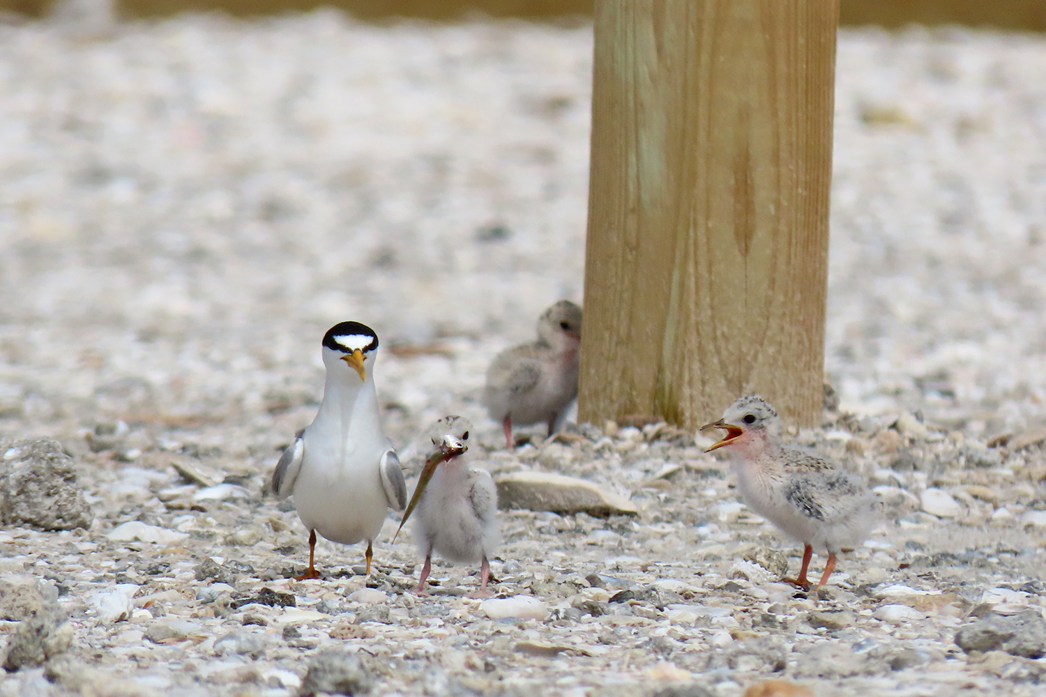 least terns